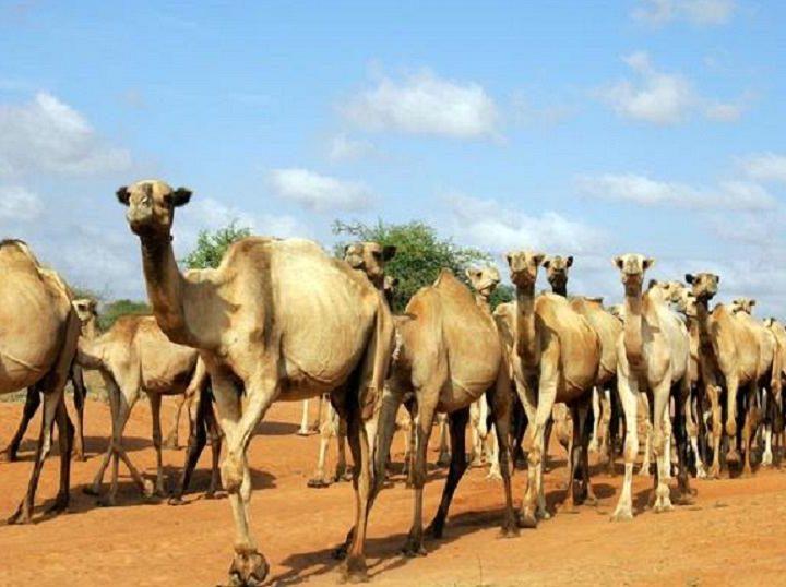 Isiolo Police recover 36 stolen camels, arrest two suspects