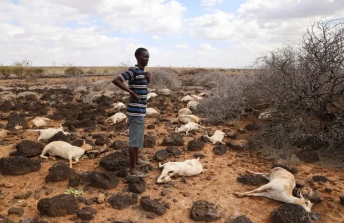 Ninety three goats and sheep dead after drinking contaminated water